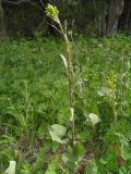 Ligularia thomsonii