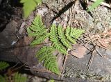 Gymnocarpium dryopteris. Вайя с сорусами (вид на абаксиальную поверхность). Челябинская обл., Кыштымский городской округ, окр. пос. Слюдорудник, гора Слюдяная, южный склон, на слюдяной скале перед входом в штольню. 3 июля 2023 г.