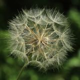 Tragopogon pratensis. Соплодие. Санкт-Петербург, Дудергофские высоты, луг на склоне южной экспозиции. 15.07.2023.