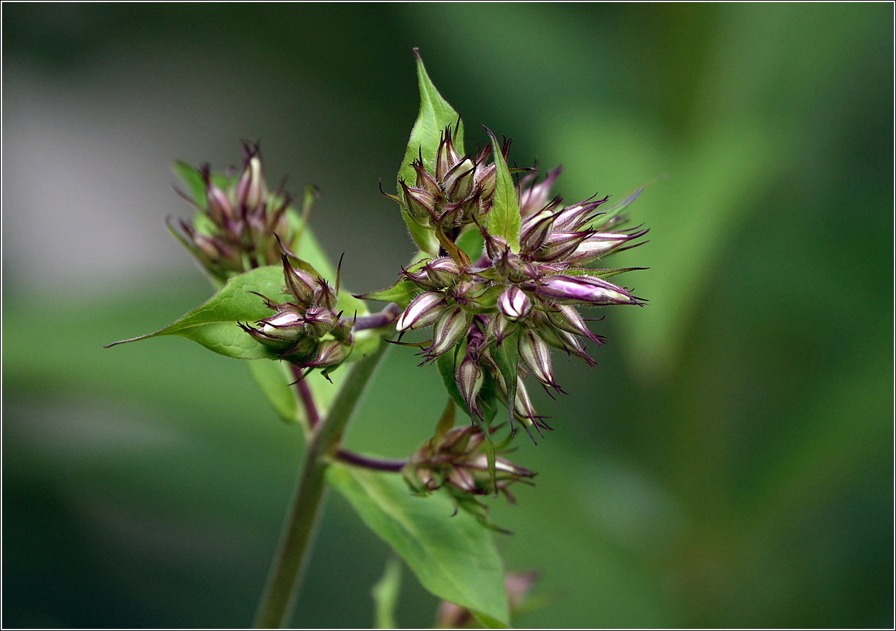 Image of Phlox paniculata specimen.