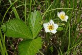 Fragaria orientalis