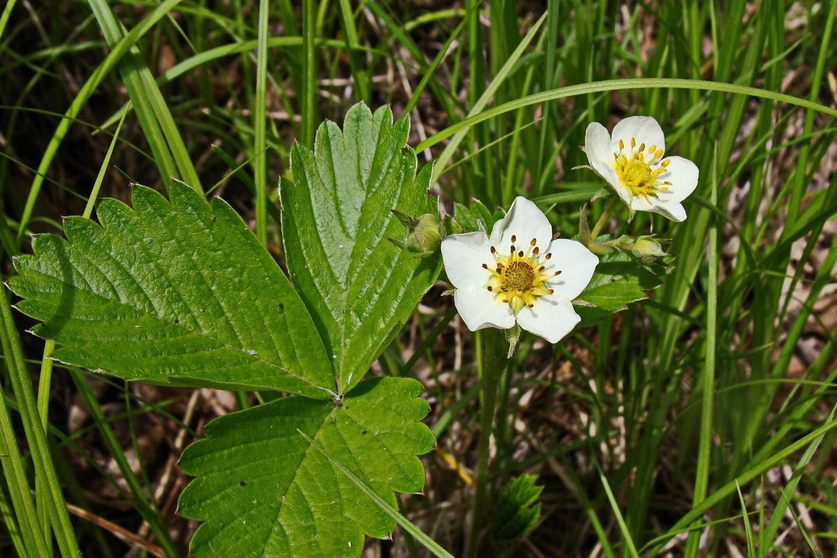 Изображение особи Fragaria orientalis.