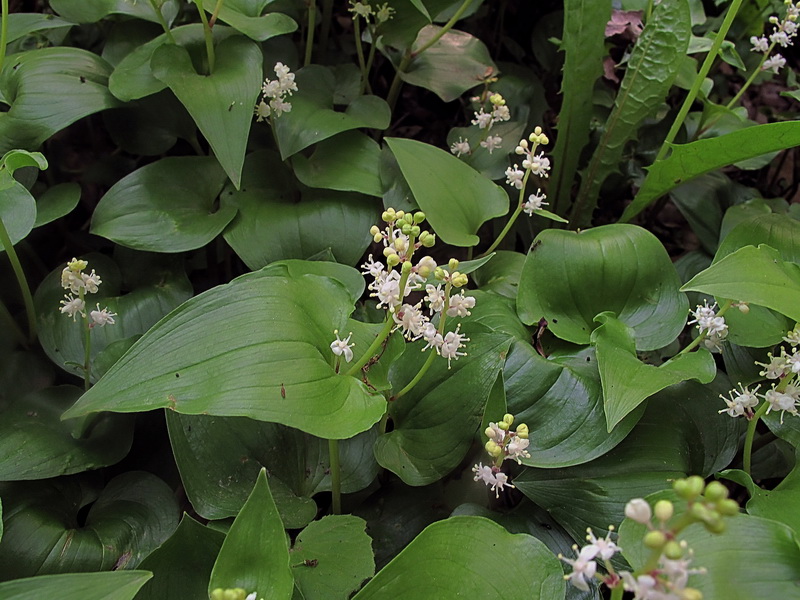Изображение особи Maianthemum intermedium.