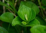 Viola mirabilis. Верхушка плодоносящего растения. Свердловская обл., Краснотурьинский ГО, долина р. Каква, нижняя часть склона Камня Ступеньки, сосновый лес с примесью берёзы. 10 июня 2023 г.