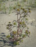 Bidens radiata. Плодоносящее растение. Пермский край, Оханский р-н, Тулумбаихинское сельское поселение, Кунчурихинский бор, песчаный берег. 17.09.2023.