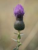 Cirsium serrulatum. Верхушка побега с цветущим и развивающимся соцветиями. Татарстан, Агрызский р-н, с. Красный Бор, огород, залежь. 01.10.2023.