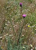 genus Carduus