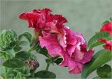 Petunia &times; atkinsiana