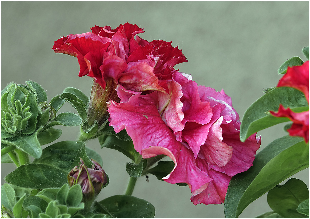 Image of Petunia &times; hybrida specimen.