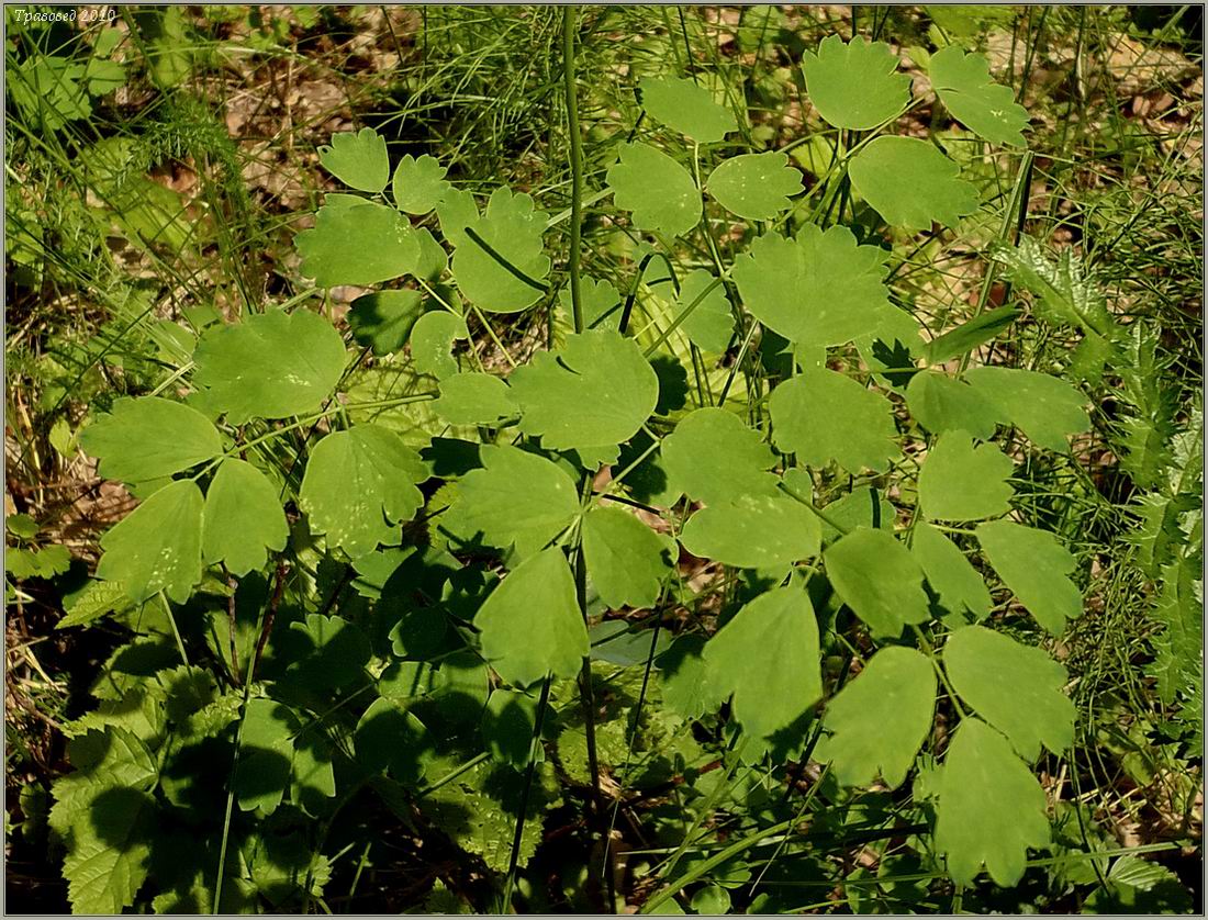 Изображение особи Thalictrum aquilegiifolium.