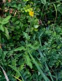 Sonchus arvensis. Цветущее растение в сообществе с Lathyrus japonicus. Сахалин, гор. округ Долинский, мыс Острый, приморский луг. 13.08.2023.