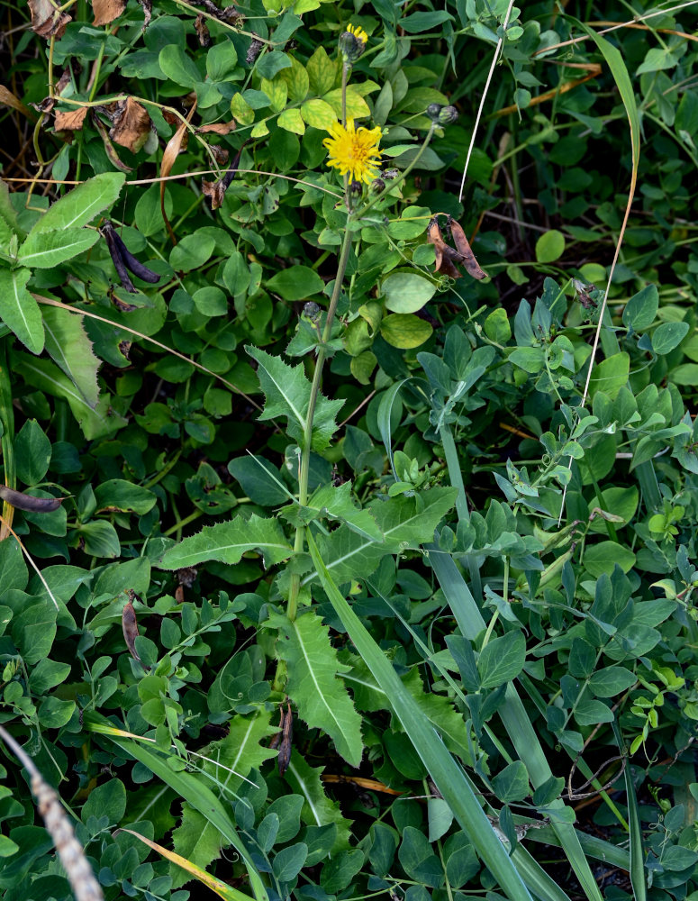 Изображение особи Sonchus arvensis.