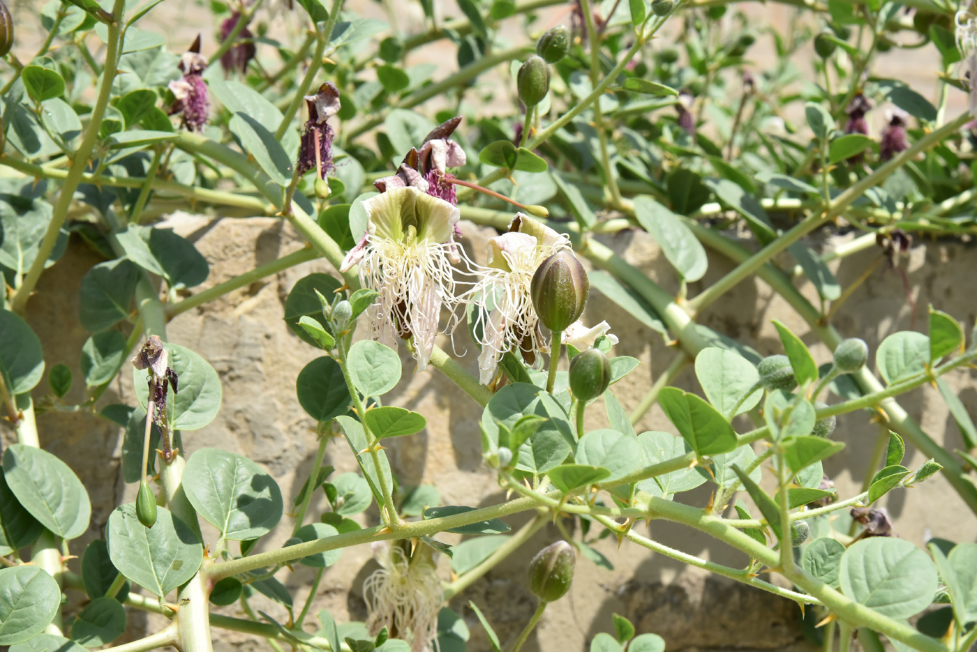 Image of Capparis herbacea specimen.