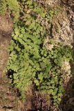 Adiantum capillus-veneris. Вайи. Крым, Севастополь, р-н мыса Фиолент, у родника. 17.01.2024.