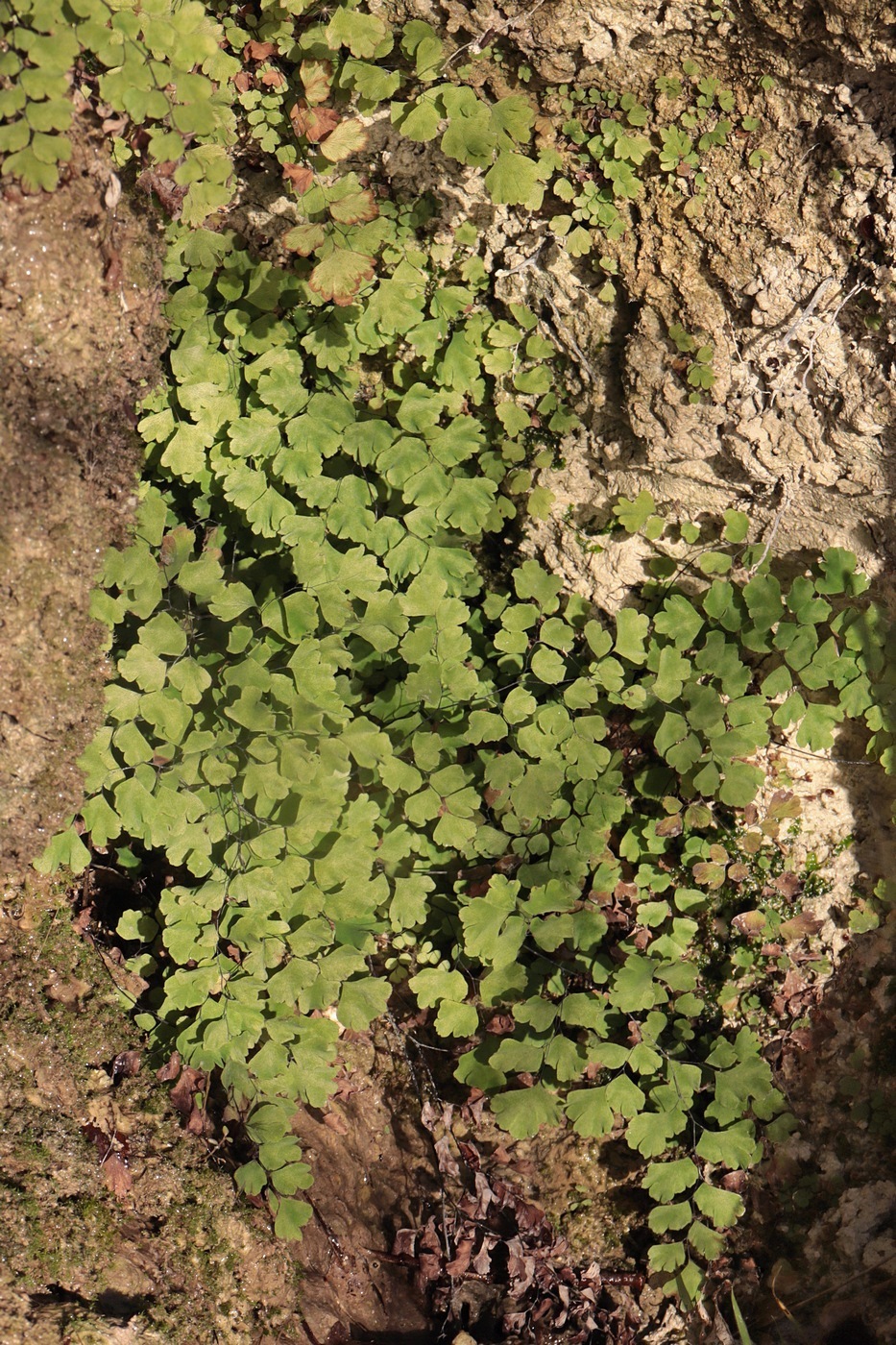 Image of Adiantum capillus-veneris specimen.