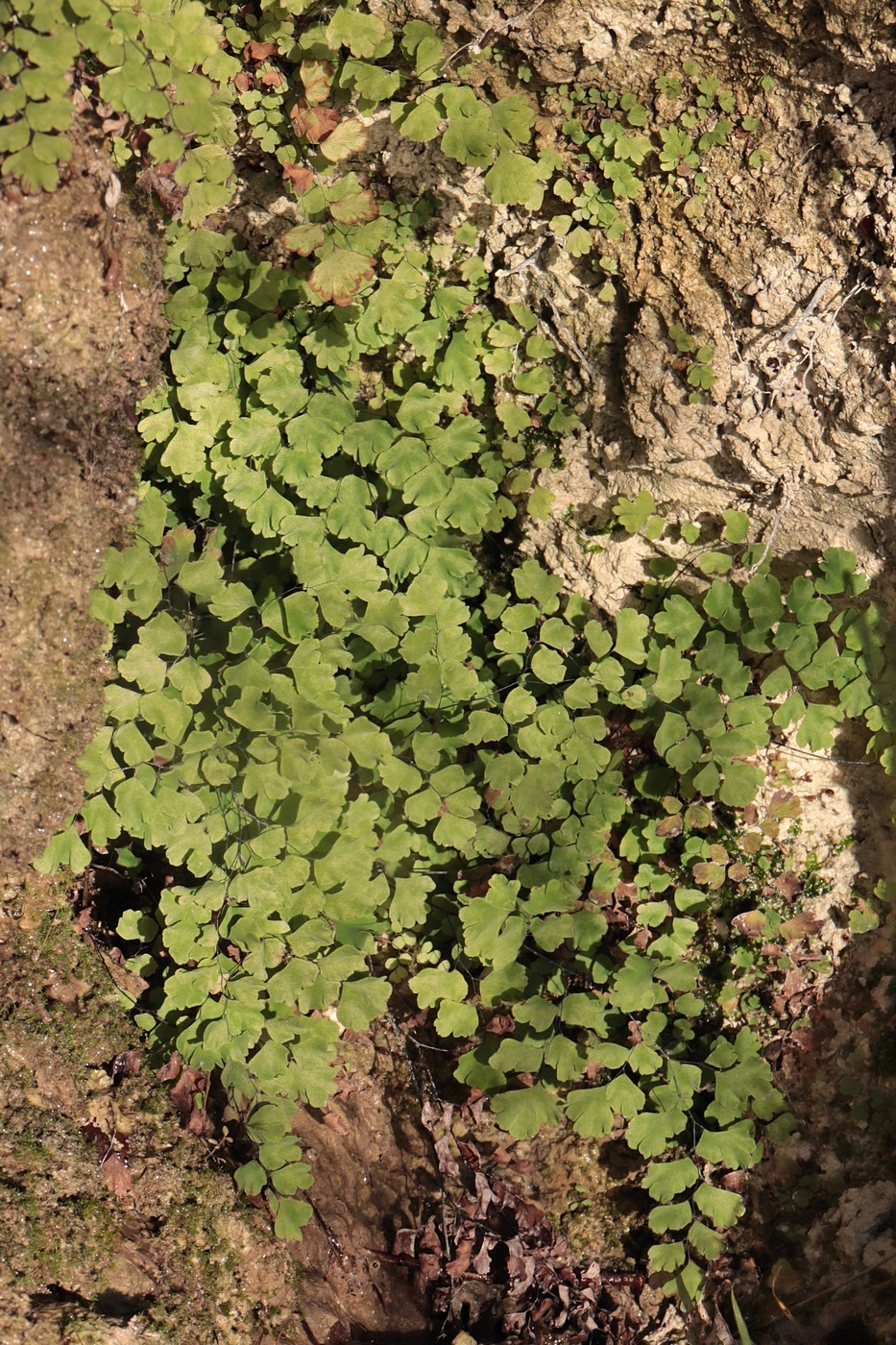 Изображение особи Adiantum capillus-veneris.