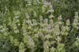 Sideritis hirsuta. Верхушки побегов с соцветиями. Испания, Каталония, пров. Барселона, комарка Бергеда, муниципалитет Сальдес, подножие горы Педрафорка, окр. смотр. площадки \"Гресолет\", 1557 м н.у.м., каменистый склон восточной экспозиции. 11.06.2023.