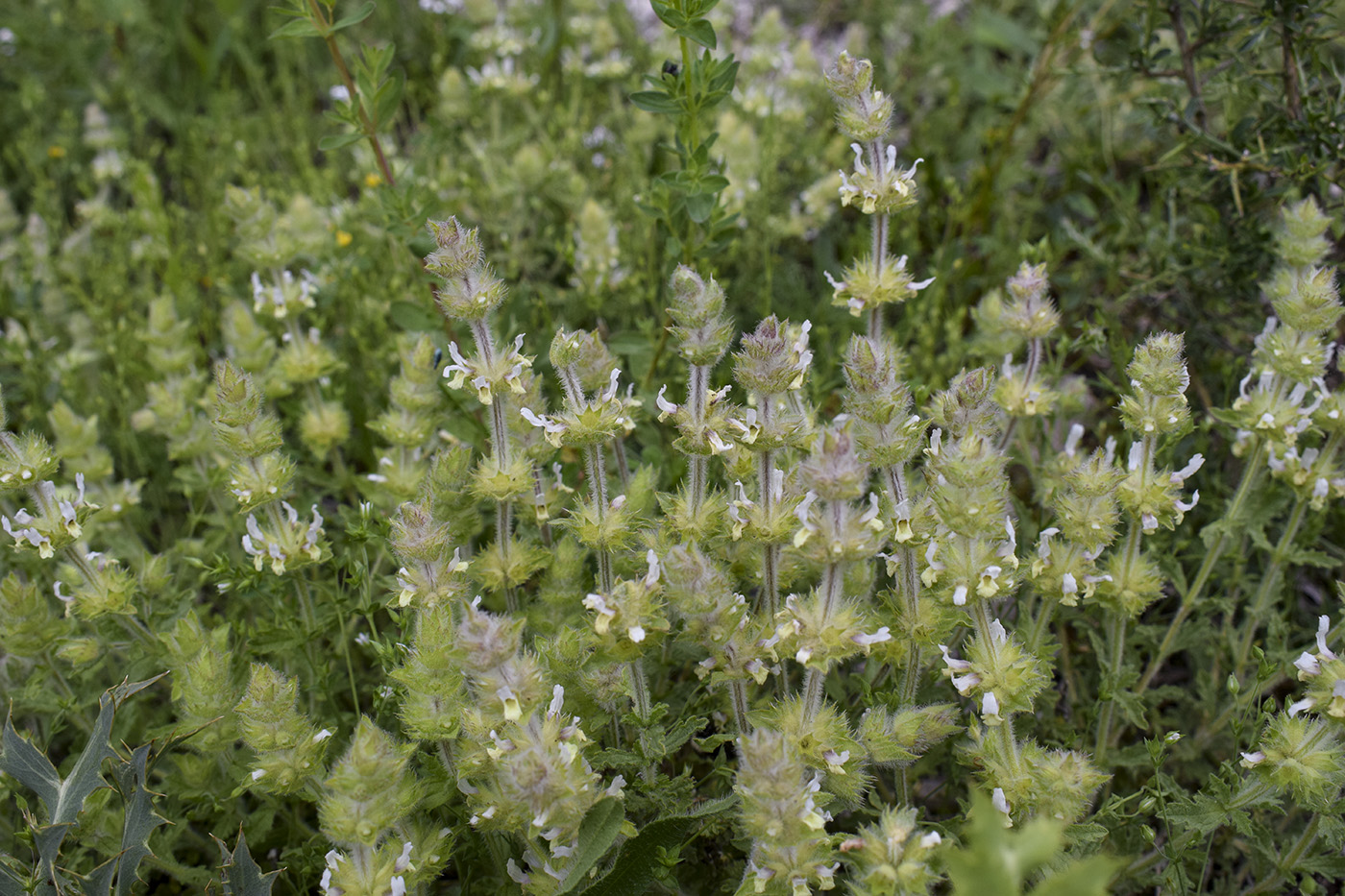 Image of Sideritis hirsuta specimen.