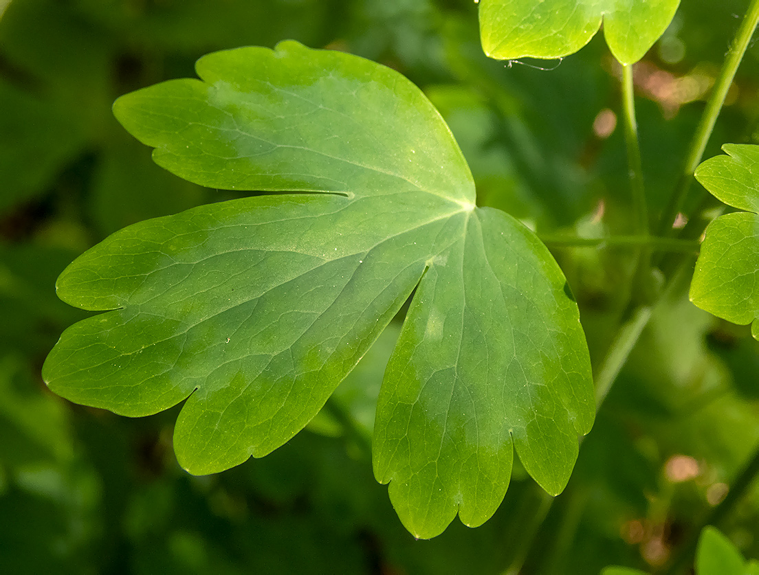 Изображение особи Aquilegia vulgaris.