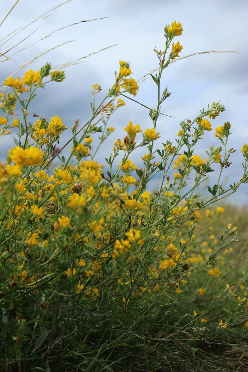 Изображение особи Medicago falcata.