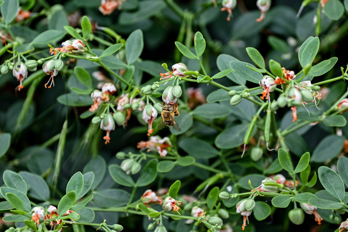 Изображение особи Zygophyllum fabago.