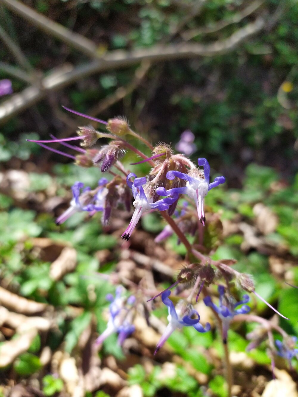 Image of Trachystemon orientalis specimen.