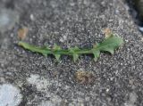 Leontodon подвид hastilis