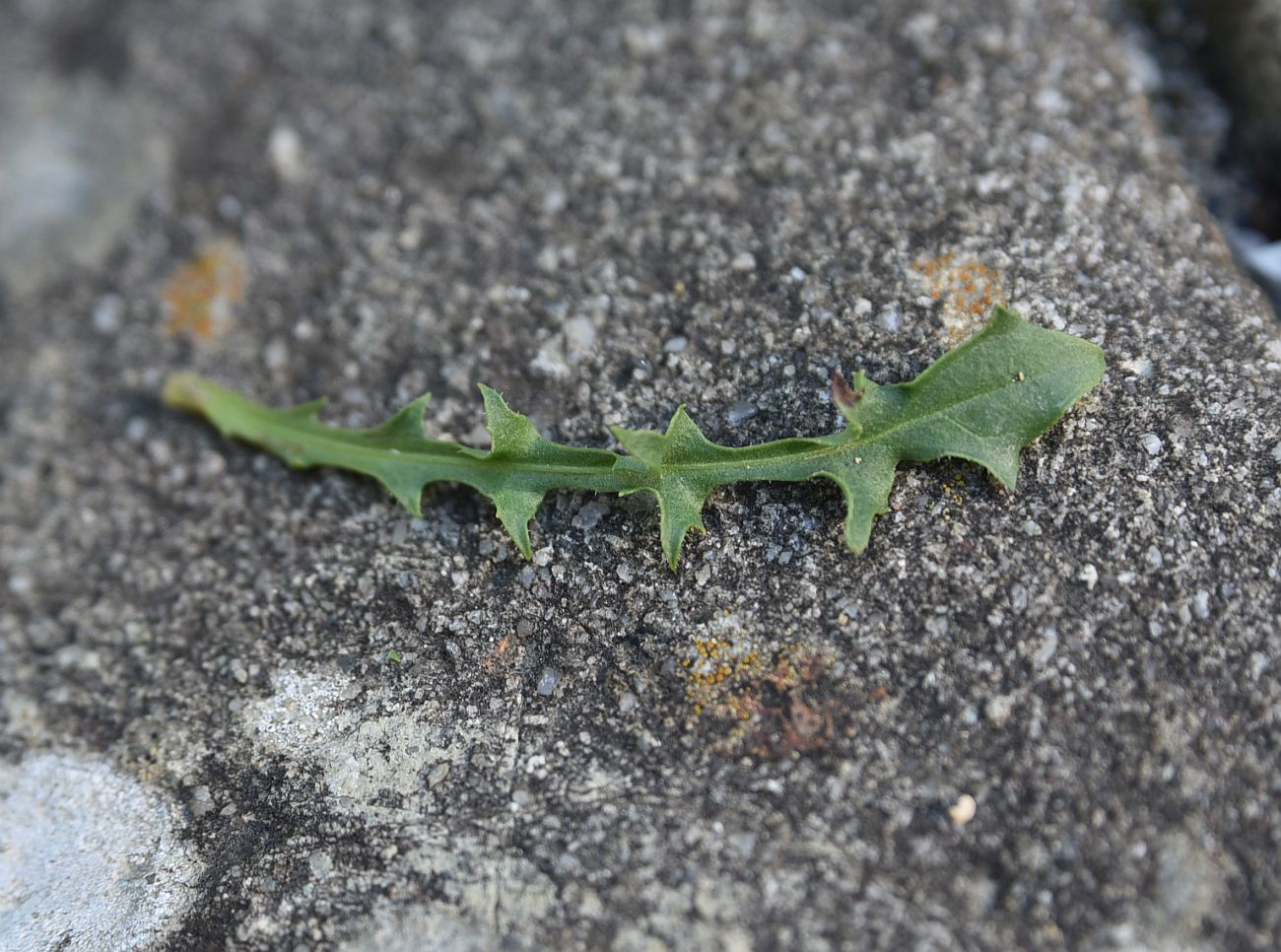 Изображение особи Leontodon hispidus ssp. hastilis.