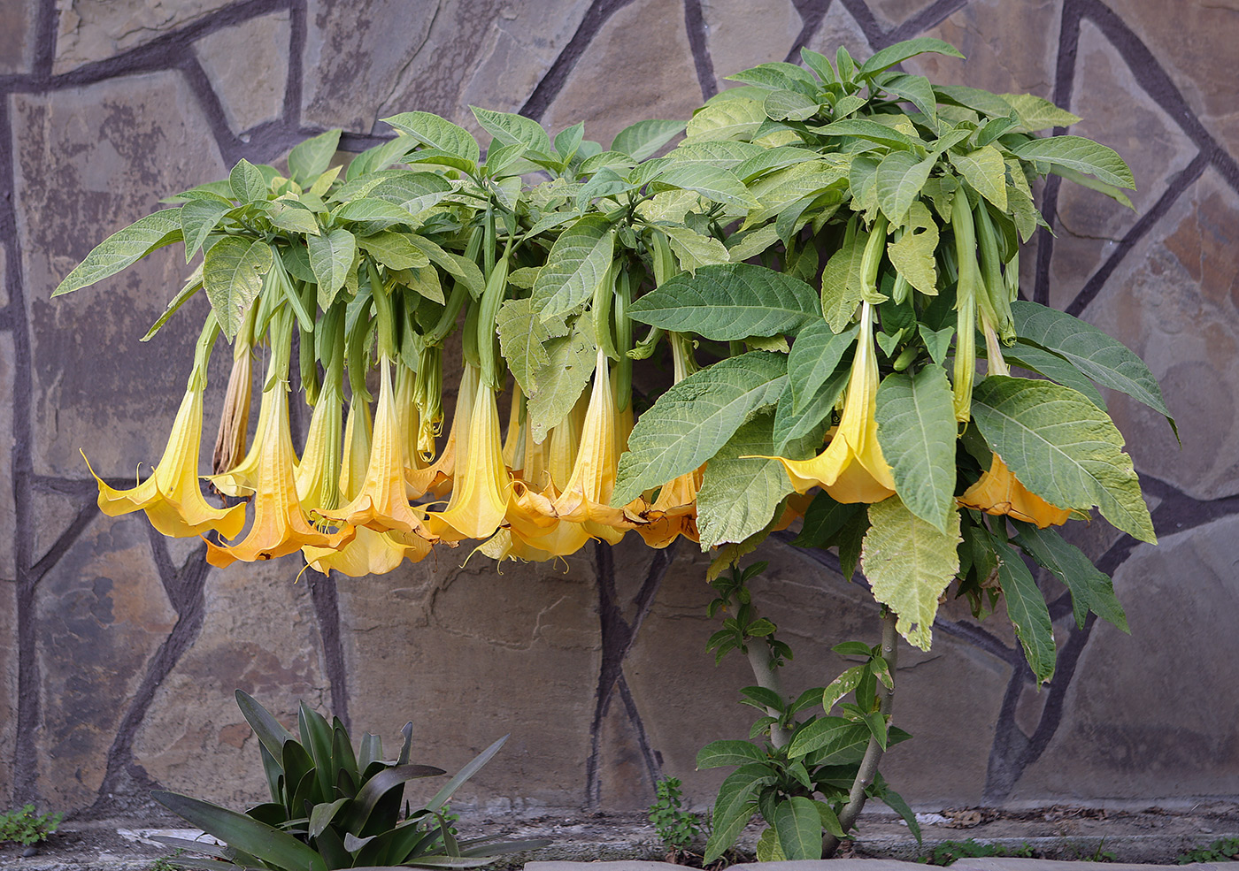 Image of Brugmansia aurea specimen.