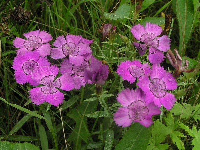 Image of Dianthus chinensis specimen.