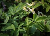 Corydalis marschalliana