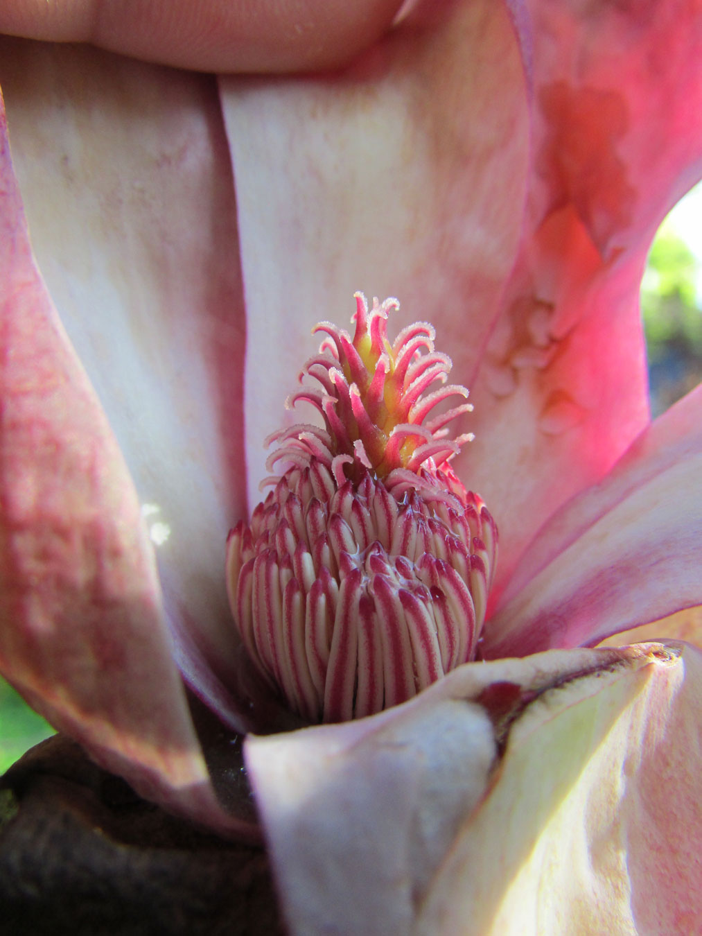 Image of genus Magnolia specimen.