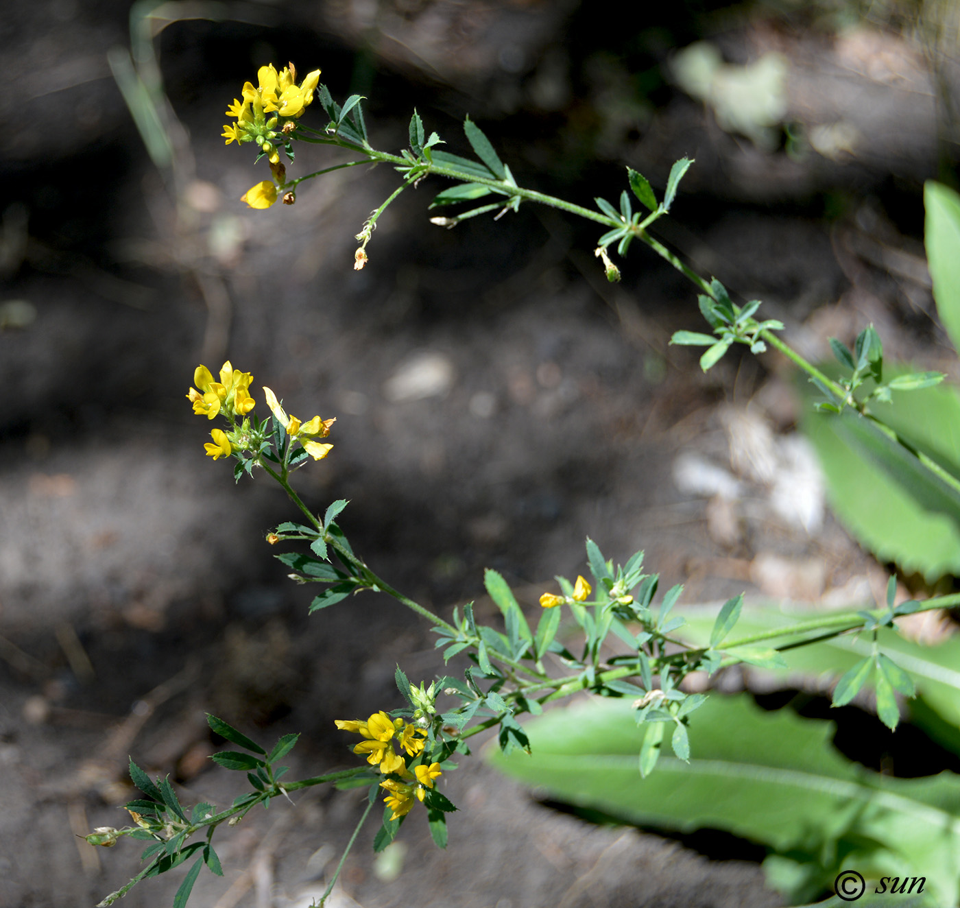 Изображение особи Medicago falcata.