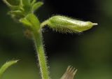 Cerastium holosteoides