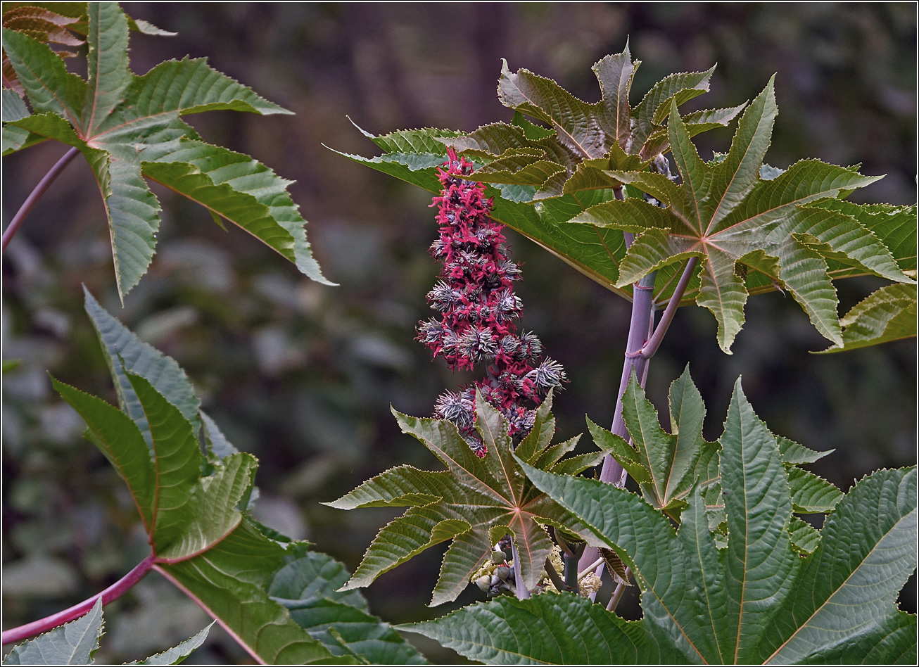 Image of Ricinus communis specimen.