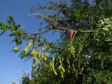 Gleditsia triacanthos