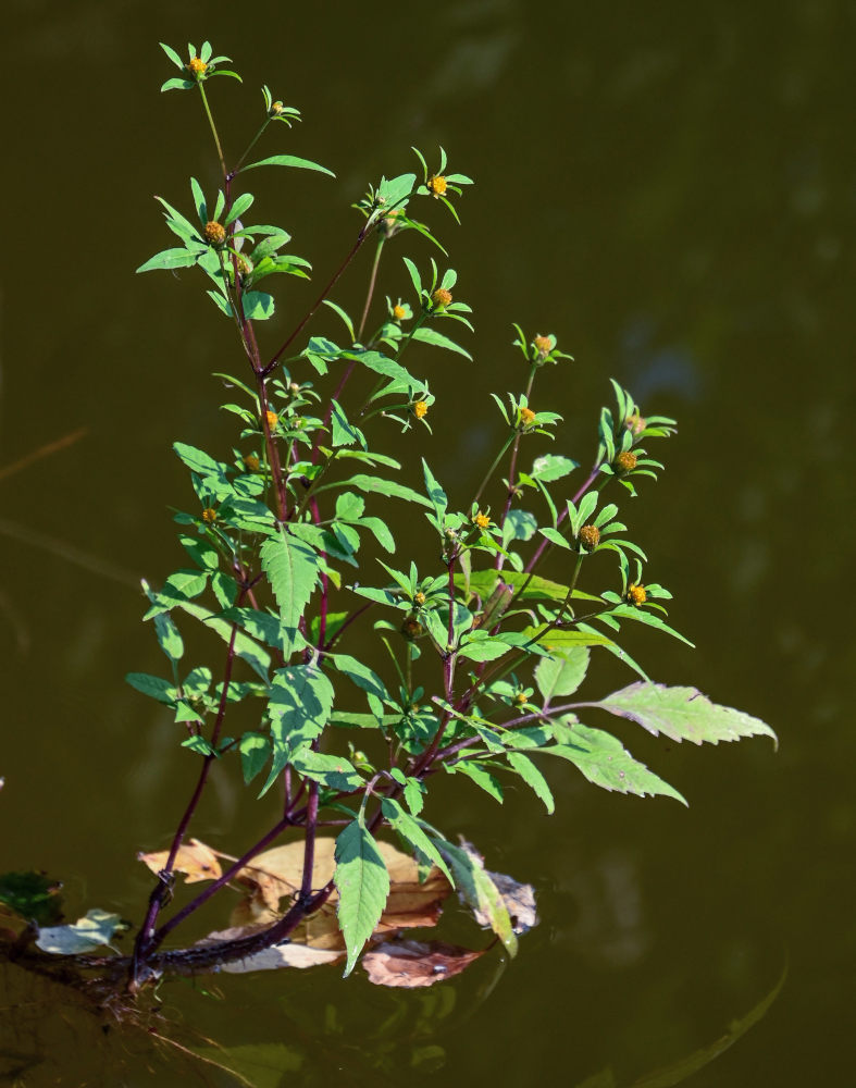 Image of Bidens frondosa specimen.