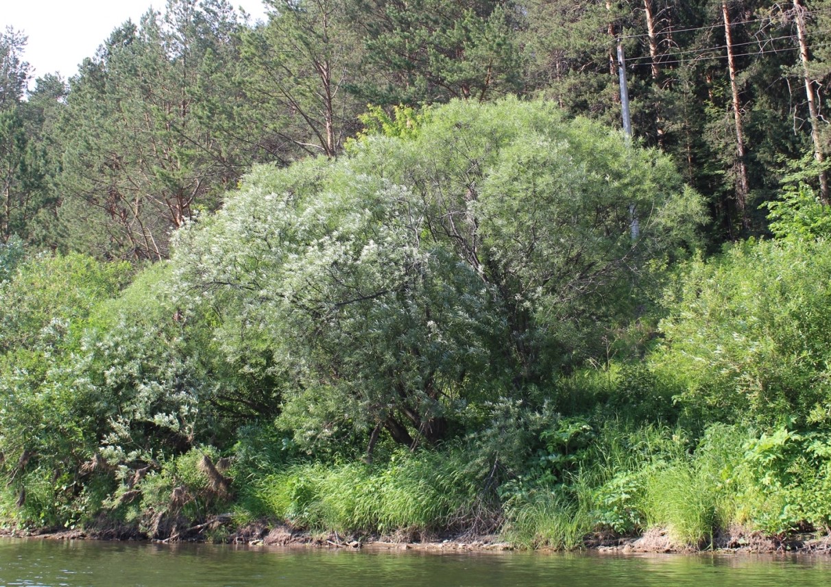 Image of Salix viminalis specimen.
