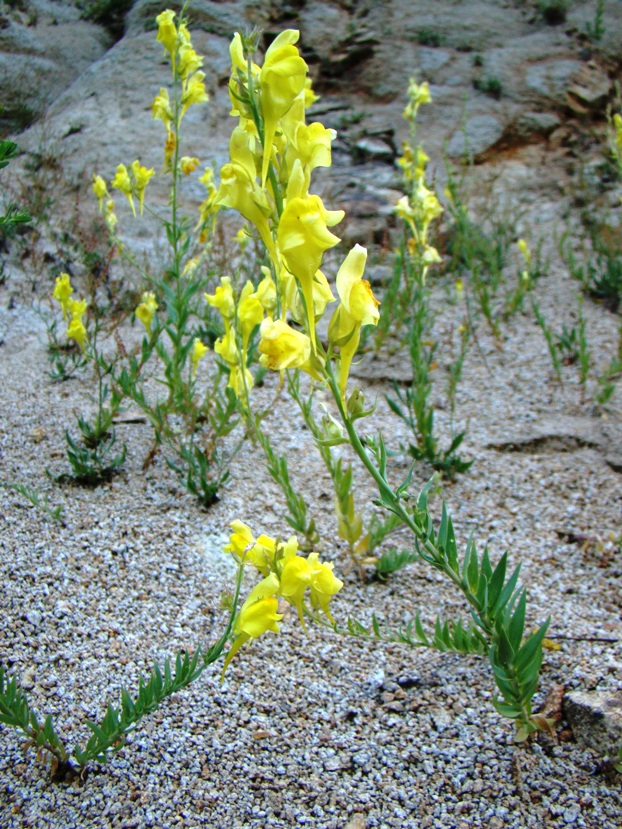 Image of Linaria grandiflora specimen.