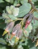 Rindera austroechinata