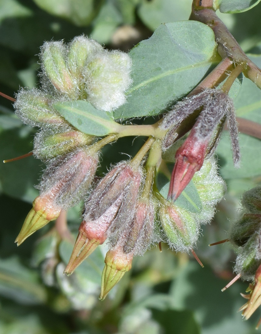 Изображение особи Rindera austroechinata.