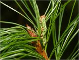 Pinus sibirica