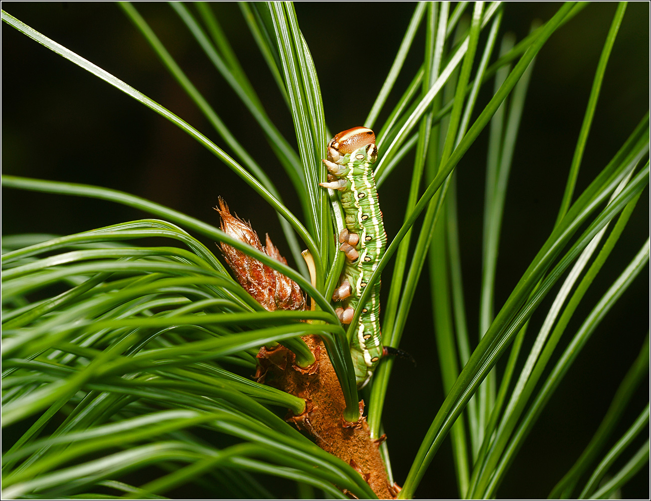 Image of Pinus sibirica specimen.