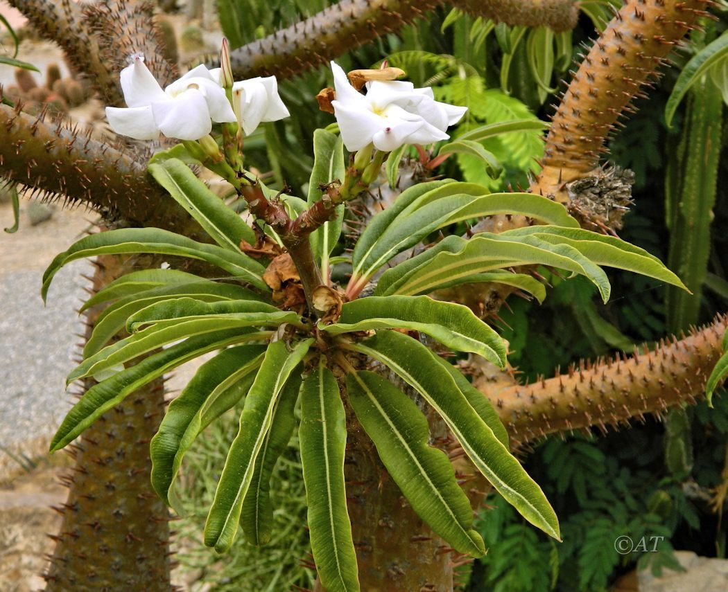 Image of Pachypodium lamerei specimen.