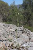 Lathyrus saxatilis. Цветущее растение. Крым, Севастополь, Байдарская дол., можжевеловое редколесье. 30.04.2025.