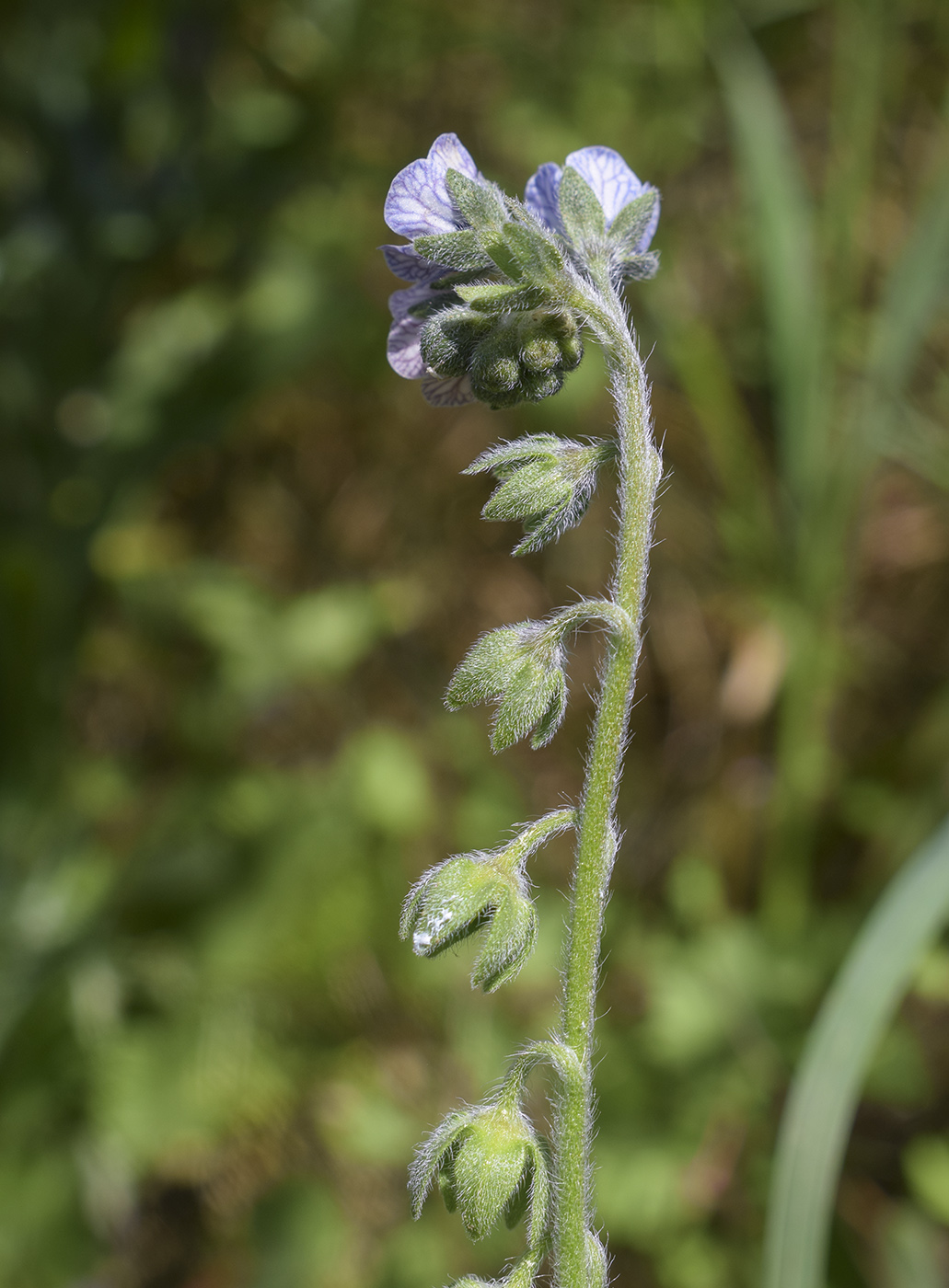 Image of Cynoglossum creticum specimen.