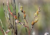 Salix rosmarinifolia. Верхушка веточки с соцветиями. Ленинградская обл., Ломоносовский р-н, дол. р. Шингарка, берег р. Фабричная Речка, закустаренный разнотравный луг. 01.05.2025.