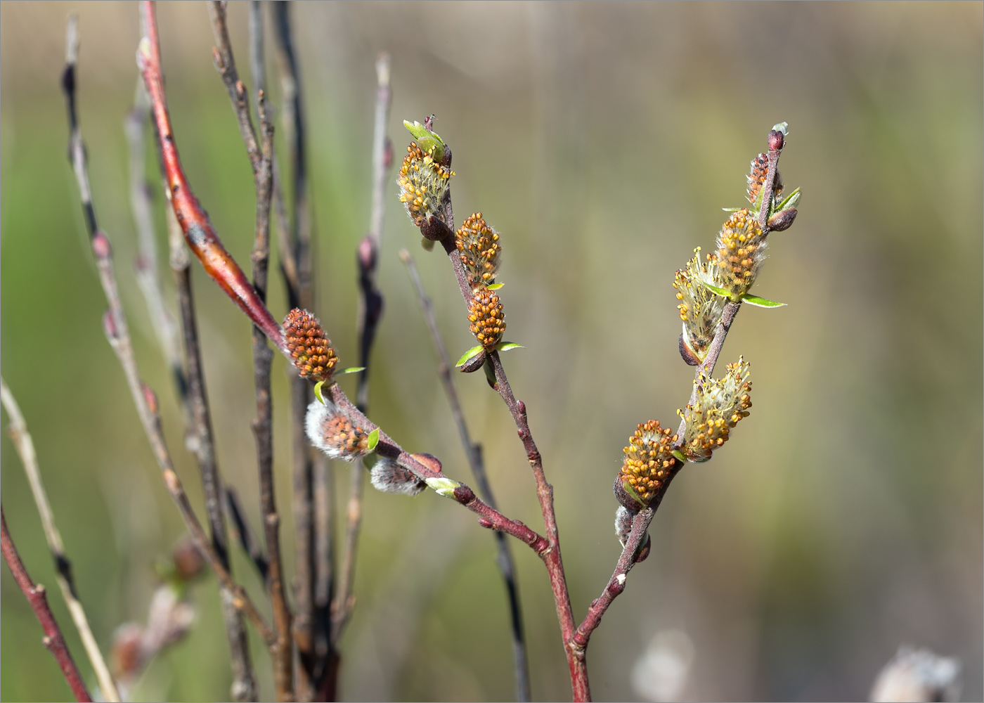 Image of Salix rosmarinifolia specimen.