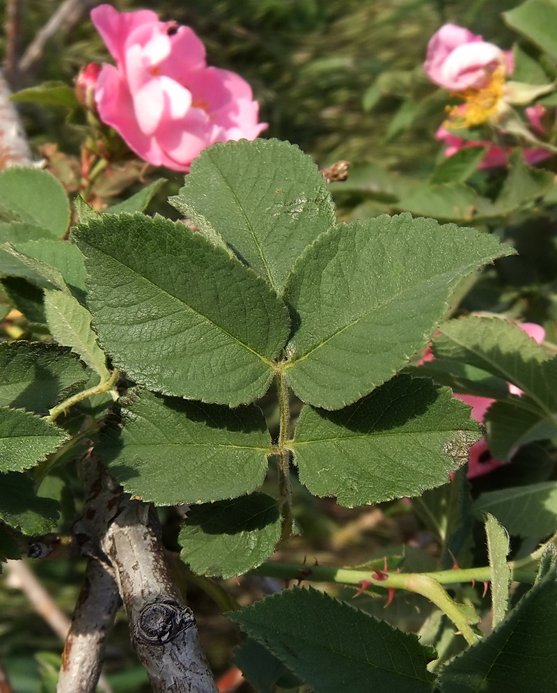 Изображение особи род Rosa.