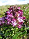 Pedicularis albolabiata. Соцветие. Коми, Интинский р-н, Приполярный Урал, хр. Малдынырд, водораздел руч. Алькесвож и р. Балбанью, влажная мочажина. 05.07.2010.